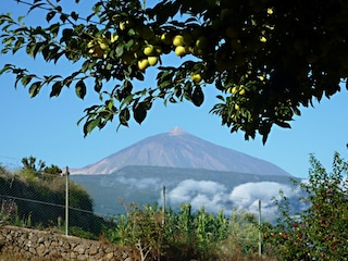 Finca-Früchte vor dem Teide