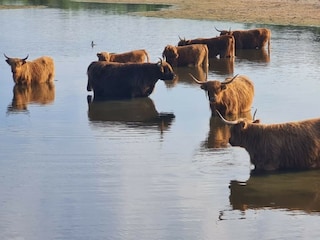 Schottische Hochlandrinder an einem Dünensee