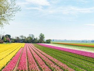 Farbenfrohe Blumenfelder im Frühling