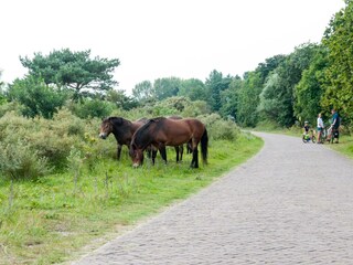 Ferienhaus Egmond aan den Hoef Umgebung 28
