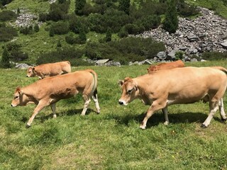 Appartamento per vacanze Maria Alm Ambiente 30