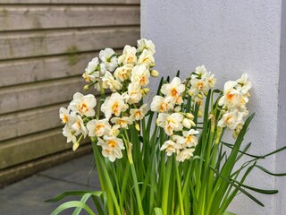 Vakantiehuis Camelford  28