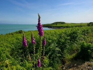 Bungalow Pwllheli Environment 21