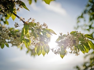 Kirsch- und Apfelblüte im Alten Land.