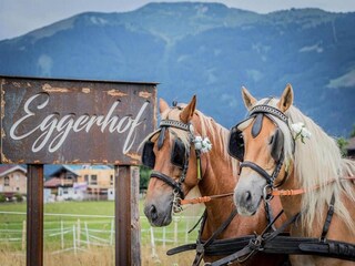 Appartamento Saalfelden  41