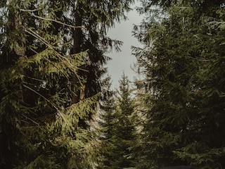 Natur im Harz