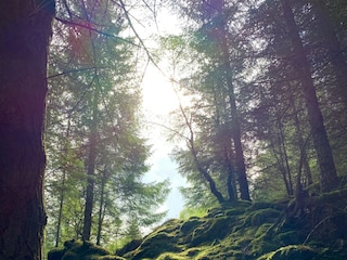 Natur im Harz