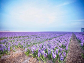 Vakantiepark Julianadorp Omgeving 25