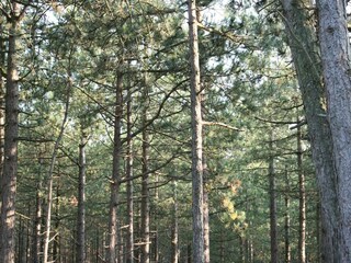 Parc de vacances Schoorl Environnement 17