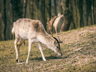 Holiday park Peer Environment 23