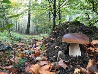 Vakantiepark Viroinval Omgeving 10
