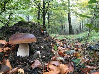Parc de vacances Viroinval Environnement 24