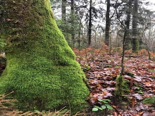 Parc de vacances Viroinval Environnement 33
