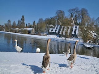 Ferienpark Vielsalm Umgebung 25