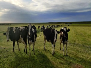 Parque de vacaciones Vielsalm Entorno 28