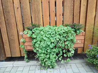 Blumenschmuck