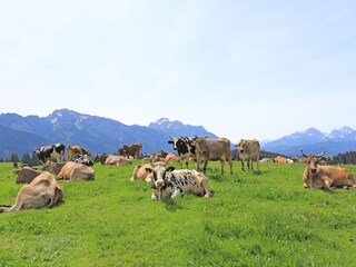 Kühe, Wälder, Wiesen