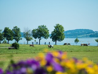 Blick von unserem Haus auf den Forggensee