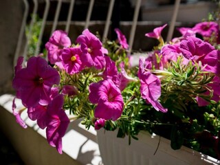 Appartement Dubrovnik Buitenaudio-opname 4