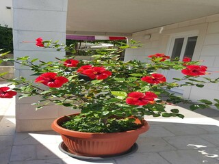 Apartment Mokošica  19