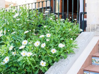 Chalet Can Picafort Registrazione all'aperto 8