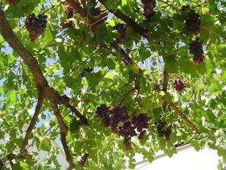 Apartamento Pakostane Grabación al aire libre 9