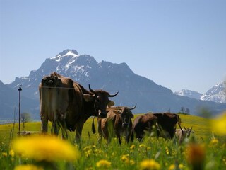 Vakantieappartement Rieden am Forggensee Buitenaudio-opname 18