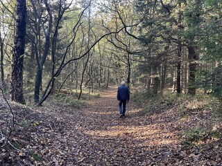 Waldspaziergang