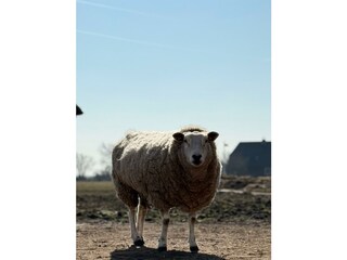 Hof ältestes Schaf Komm Her