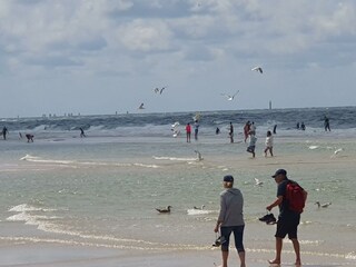 Wilde Nordsee