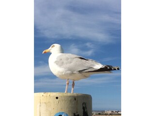 Möwe