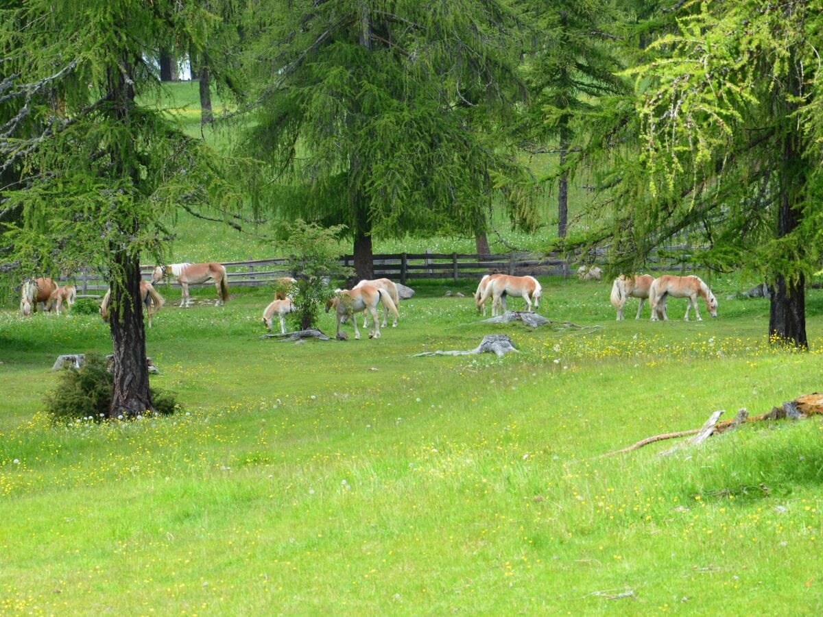 Haflinger auf Meran 2000