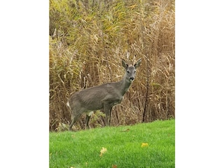 Rehe im eigenen Garten 6m vor dem Wohnzimmerfenster