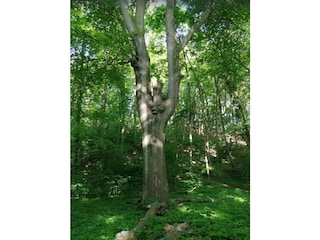 Wald