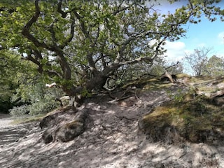 Wald