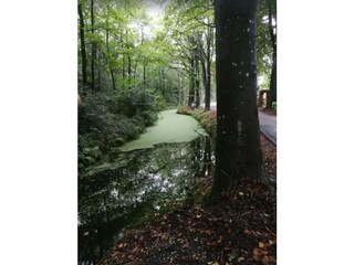 Wald