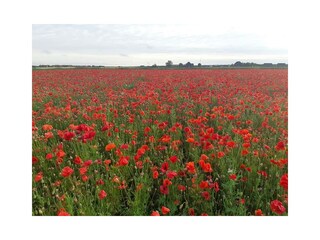 Bungalow Zoutelande Ambiente 31