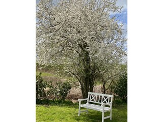 Mirabellenblüte