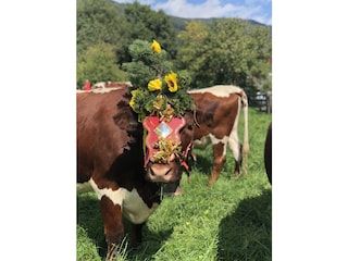 Casa per le vacanze Radstadt Ambiente 33