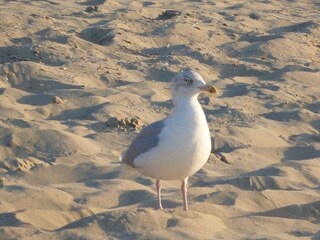 Eine Möwe am Strand