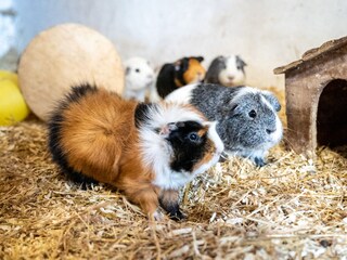 Meerschweinchen