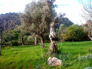 Maison de vacances Alaró Environnement 28