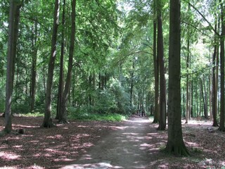 Ihr Weg zum Strand. Herrlicher Küstenwald
