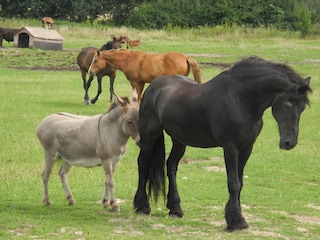 Pferdezucht in Lichtenberg