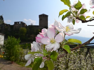 Apfelblüte