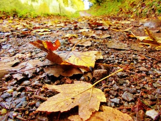 Herbststimmung