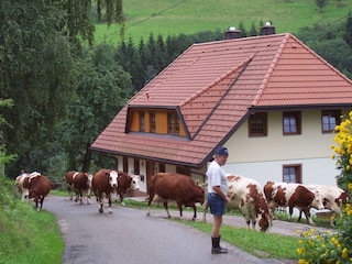 Kühe auf dem Heimweg....