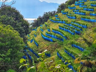 Unsere Weinberge