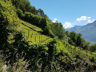 Unsere Weinberge