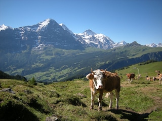Bussalp, Eiger, Mönch und Jungfrau
